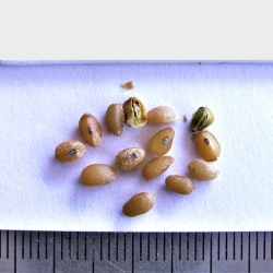 2015-02-26-14-P2260158-Lomandra-Longifolia-seed.-Spiny-Headed-Mat-Rush.jpg