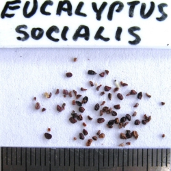 2015-03-03-18-P3030176-Eucalyptus-Socialis-seed-.-Grey-Mallee.jpg