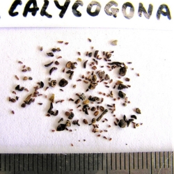 2015-03-03-19-P3030178-Eucalyptus-Calycogona-seed.Red-Mallee.jpg