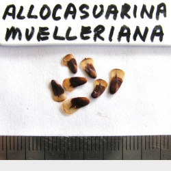 2015-03-05-26-P3050212-Allocasuarina-Muelleriana-seed-.-Slaty-She-Oak.jpg