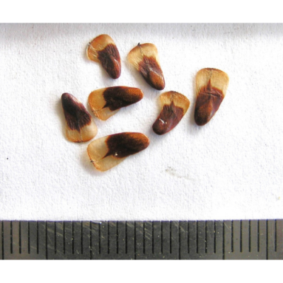 2015-03-05-26-P3050212-Allocasuarina-Muelleriana-seed-Slaty-She-Oak.png