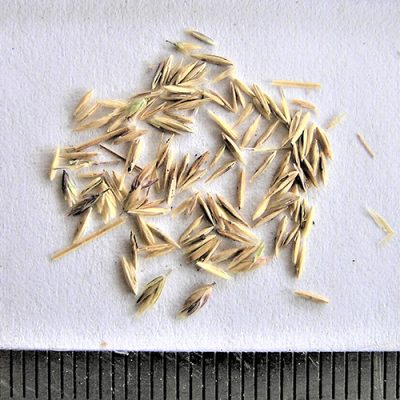 2015-03-07-27-P3070215-Poa-Labillardierei-Common-Tussock-Grass-seed.jpg