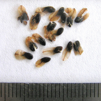 2015-03-07-28-P3070217-Casuarina-Paludosa-seed-Scrub-Sheoak.png