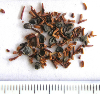 2015-03-07-29-P3070218-Eucalyptus-Caesia-Gungurru-seed-Silver-Princess-ref.-Cunningham-property.png