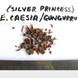 2015-03-07-29-P3070218-Eucalyptus-Caesia-Gungurru-seed-Silver-Princess-ref.-Cunningham-property.jpg