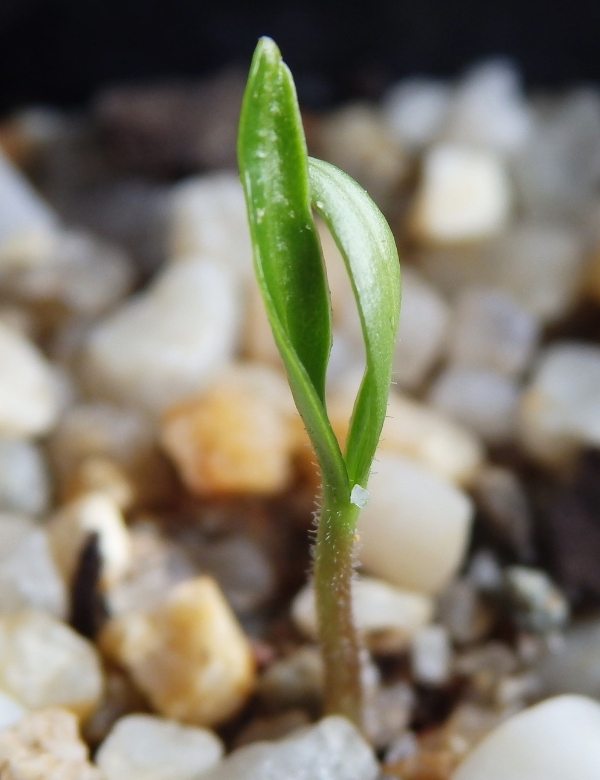 Pittosporum Angustifolium (weeping Pittosporum) At Germination, 44 Days After Sowing