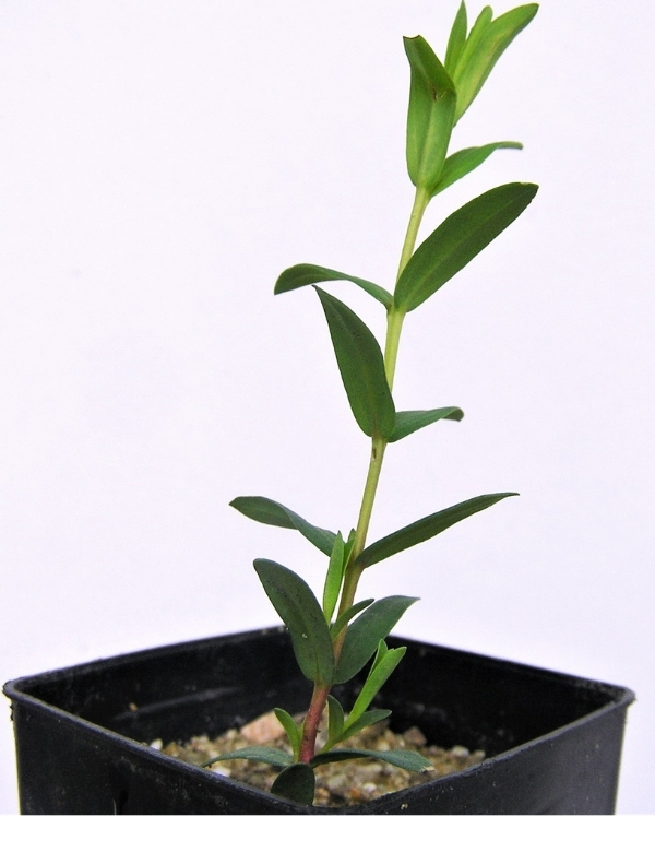 Melaleuca Ericifolia (ti Tree Swamp Paperbark) At 2 Months