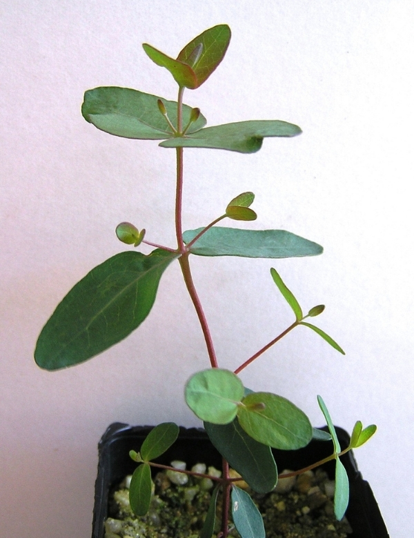 Eucalyptus Dalrympleana (mountain Gum) At Approx. 2 Months