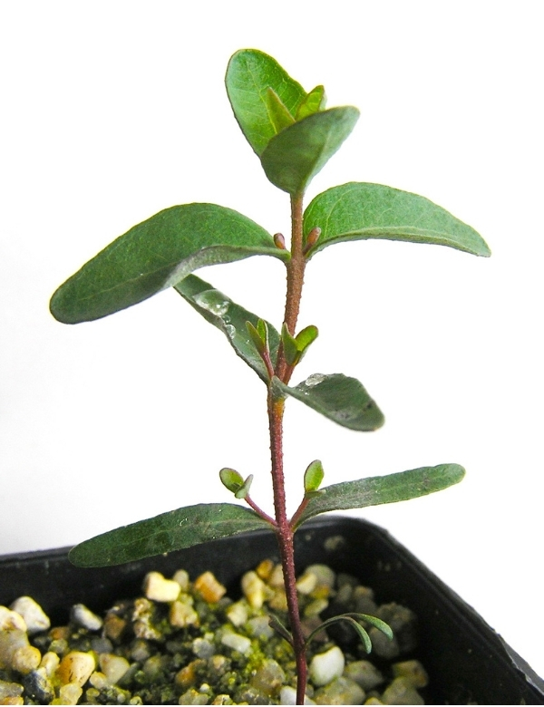 Eucalyptus Leptophylla (slender Leaf Mallee) At Approx. 2 Months