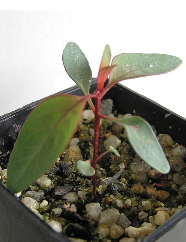 Eucalyptus Socialis (grey Mallee) At Approx. 2 Months