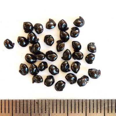 2015-05-25-66-P5250405-Dianella-Amoena-seed.-Matted-Flax-Lily.png