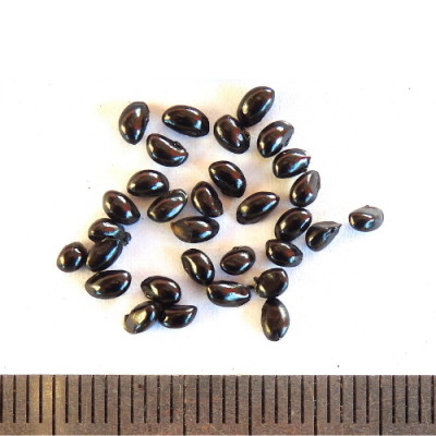 2015-05-25-67-P5250406-Dianella-Revoluta-seed.-Black-Anther-Flax-Lily.png