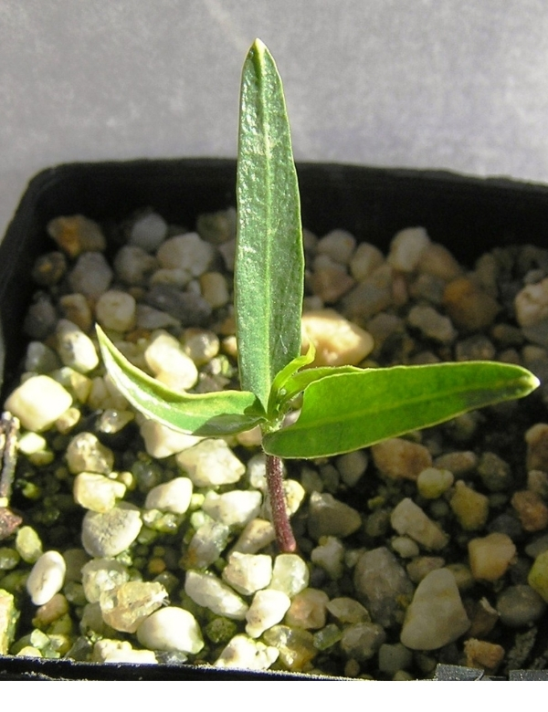 Pittosporum Angustifolium (weeping Pittosporum) At Approx. 2 Months