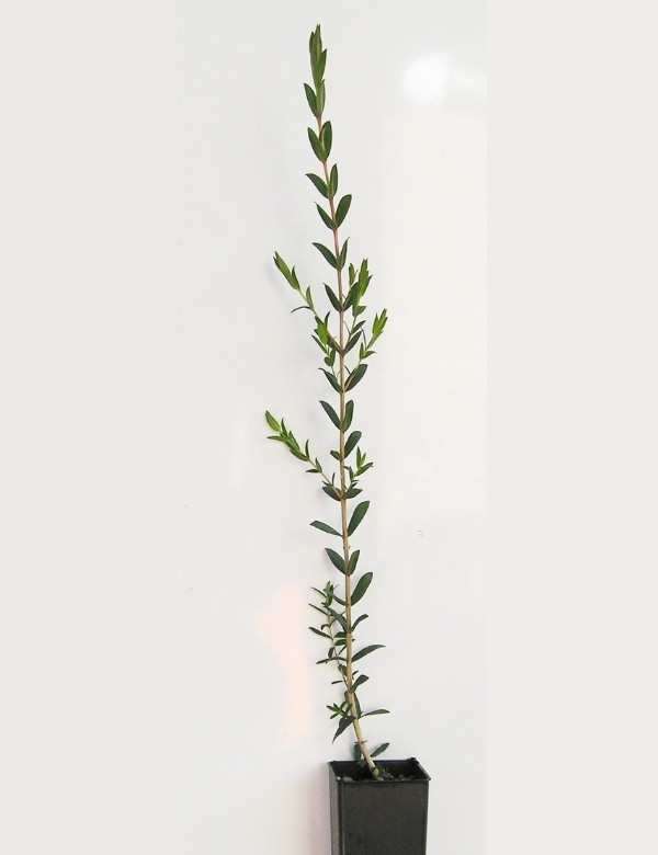 Melaleuca Ericifolia (ti Tree Swamp Paperbark) At 4 Months