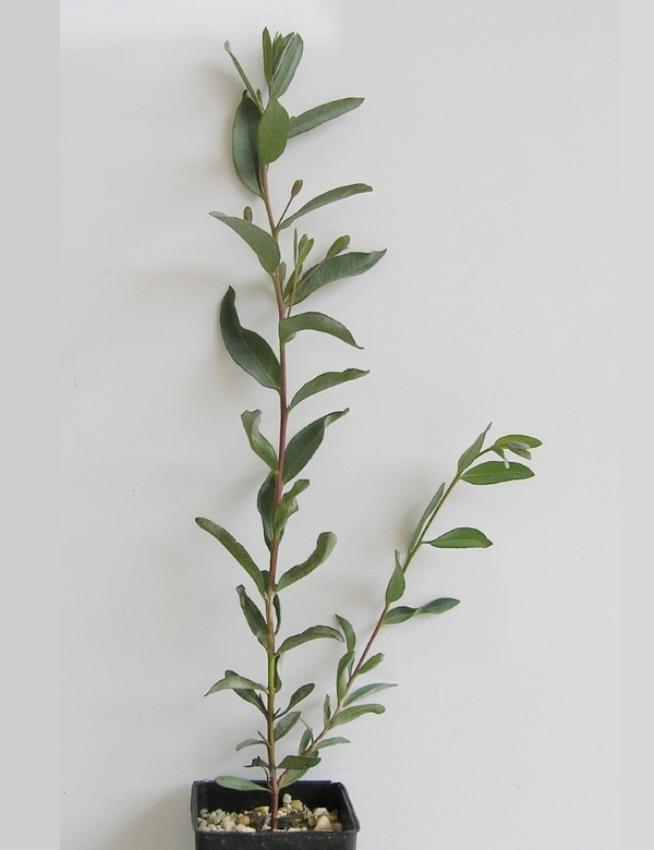 Leptophylla (slender Leaf Mallee) At 6 Months