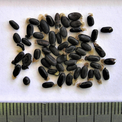 2015-12-04-107a-PC040539-Acacia-Verticillata-seed-Prickly-Moses.png