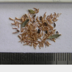 2015-12-13-111-PC130554-Leptospermum-Lanigerum-seed.-Woolly-Tea-tree-No.-34.jpg