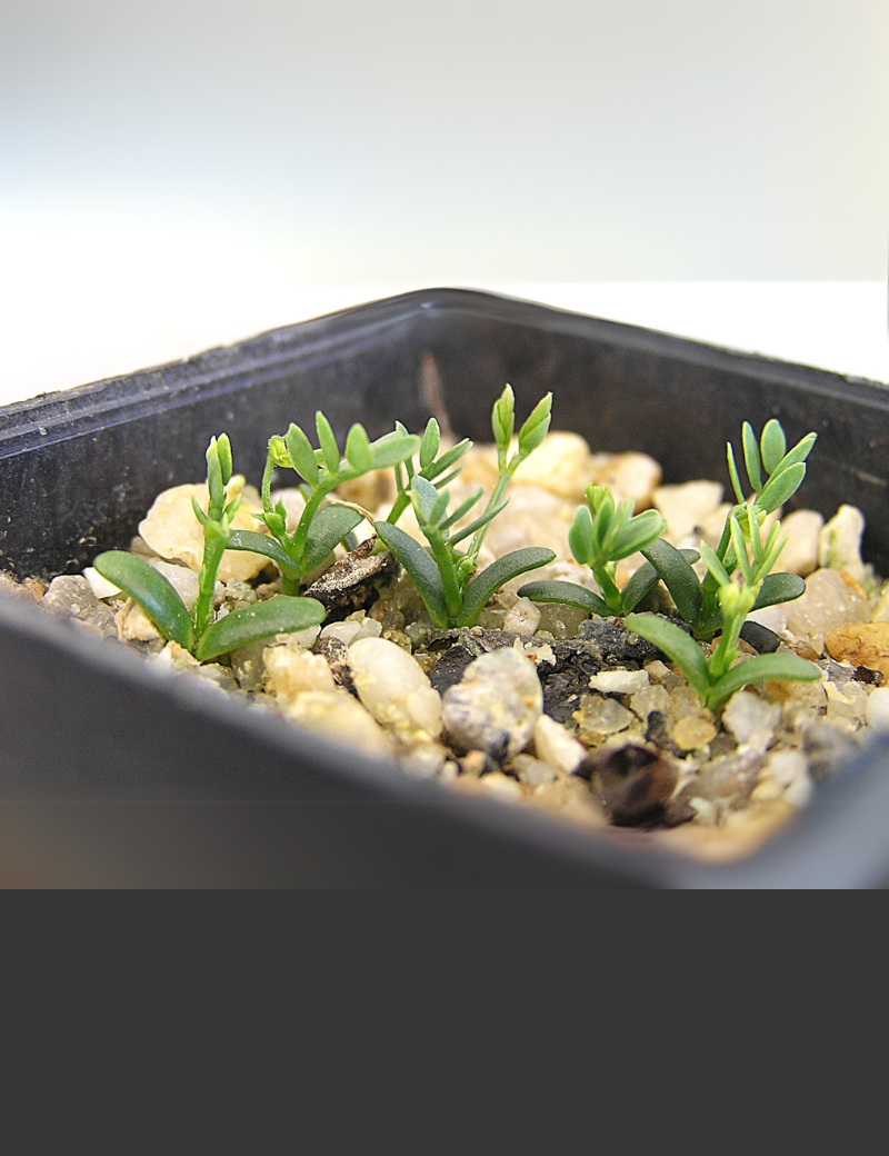 Verticillata (prickly Moses) At Germination