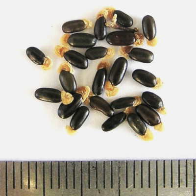 2016-01-09-117-P1090582-A.-Stricta-seed.-Hop-Wattle-No-9.png