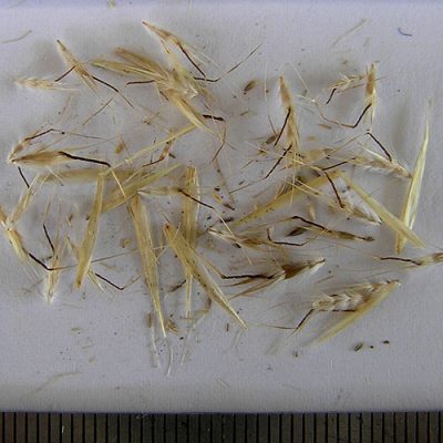 2016-01-12-123-P1120597-Austrodanthonia-racemosa-Wallaby-grass-seed.jpg