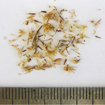2016-01-12-125-P1120603-Cassinia-Arcuata-seed.-Drooping-Cassinia-No.-15.png