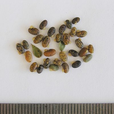 2016-01-12-127-P1120608-Daviesia-Ulicifolia-seed.jpg