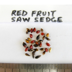 2016-01-13-136-P1130634-Gahnia-Sieberiana-seed.-Red-Fruit-Saw-sedge-No-29.jpg