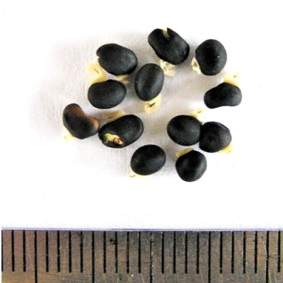 2016-01-14-137-P1140636-Goodia-Lotifolia-seed.-Common-Golden-Tip-or-Clover-Tree-No-30.png