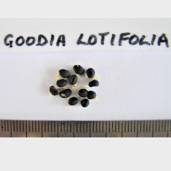 2016-01-14-137-P1140636-Goodia-Lotifolia-seed.-Common-Golden-Tip-or-Clover-Tree-No-30.jpg