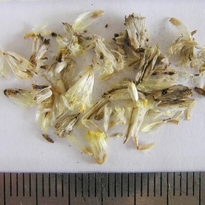 2016-01-15-147-P1150659-Pycnosorus-Globosus-seed.-Drumsticks-No-43..jpg