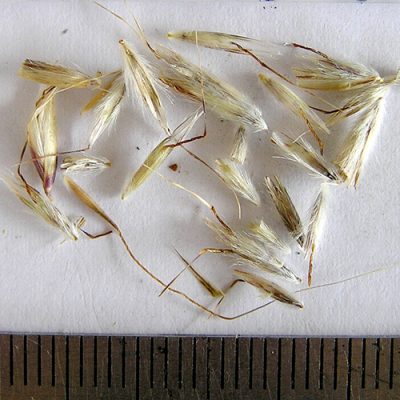 2016-01-15-148-P1150665-Rytidosperma-pallidum-Redanther-Wallaby-grass-seed.jpg