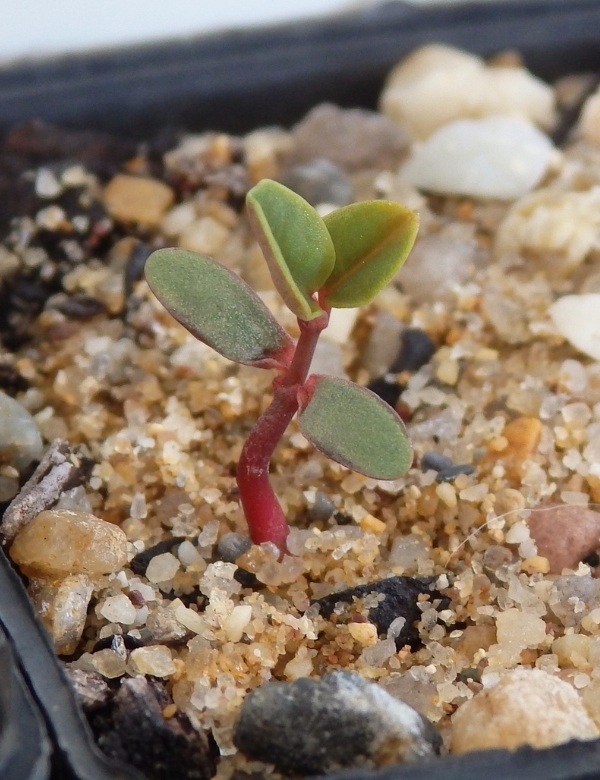 Goodia Lotifolia (common Golden Tip) No.30 At Germination. 12 Days After Sowing