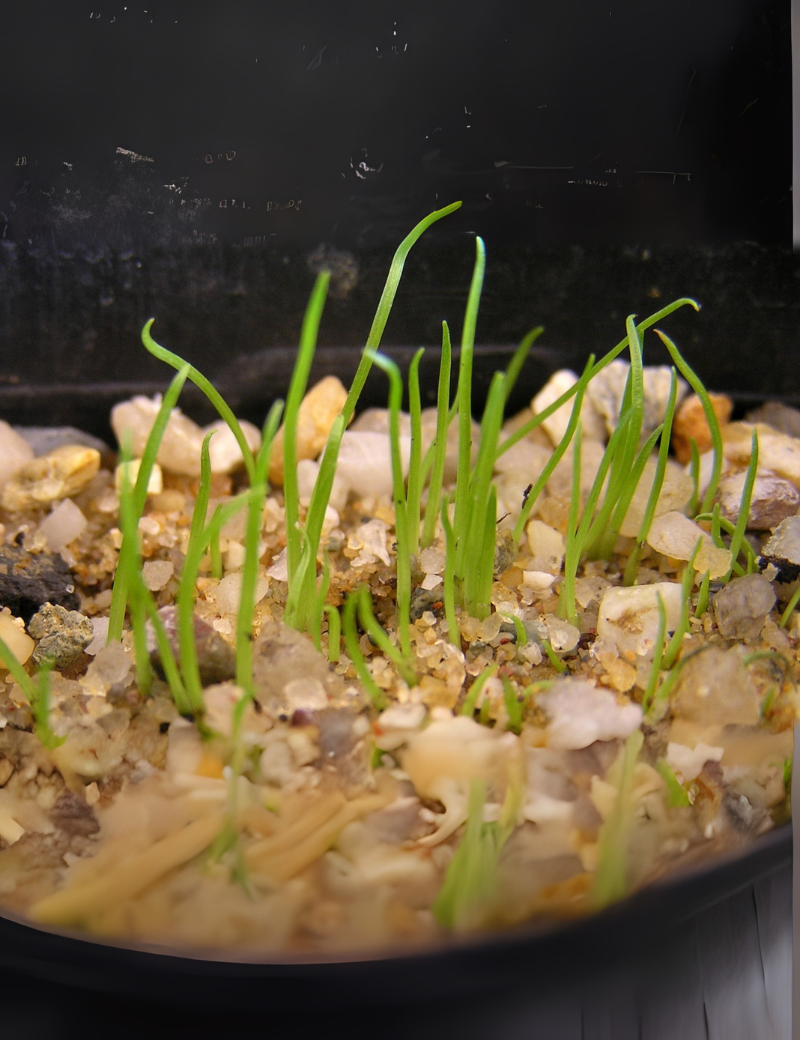 Carex Appressa (tall Sedge) No 14, At Germination, 17 Days After Sowing
