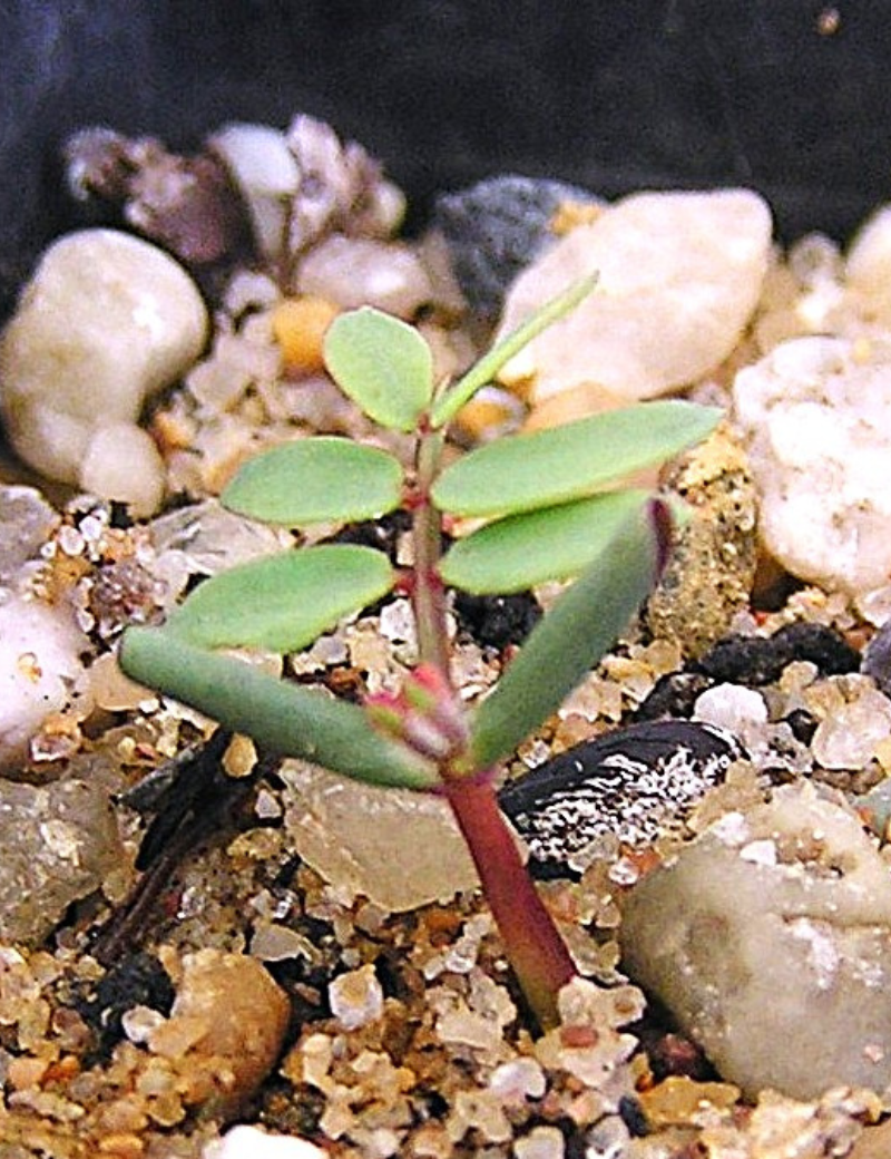 Acacia Calamifolia (wallowa) No 3. At Germination, 23 Days After Sowing