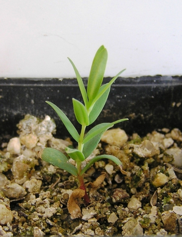 Leptospermum Lanigerum (woolly Tea Tree) (no 34) , At Germination, 8 Weeks After Sowing