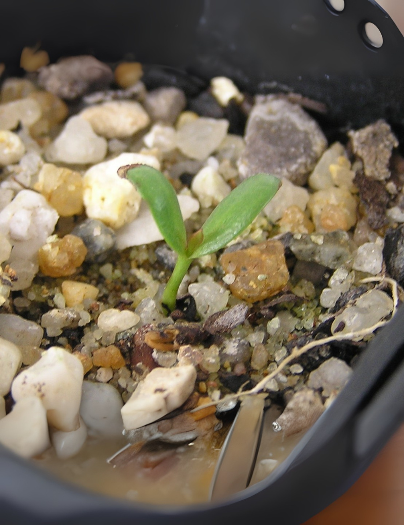 Daviesia Ulicifolia (gorse Bitter Pea) No 17, At Germination, 46 Days After Sowing