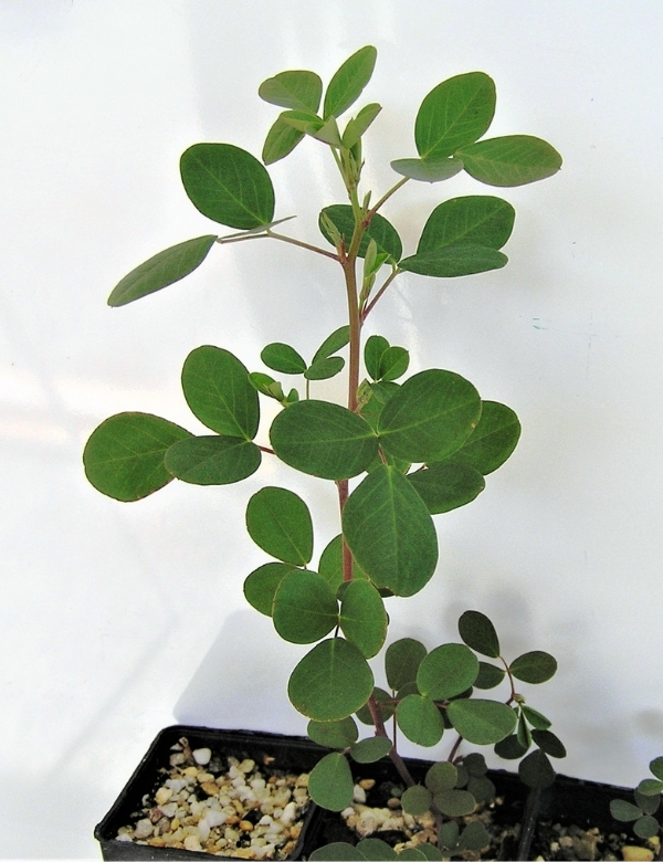 Goodia Lotifolia (common Golden Tip Or Clover Tree) No 30, At 2 Months