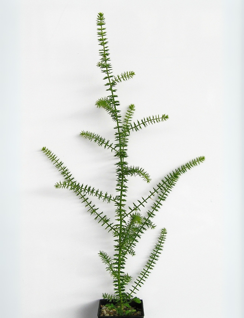 Acacia Verticillata (prickly Moses) No 11, At 4 Months