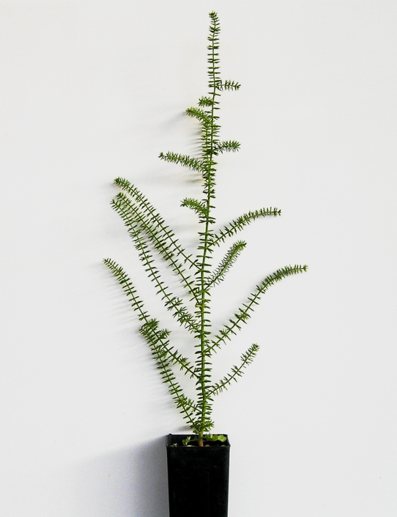 Acacia Verticillata (prickly Moses) No 11, At 6 Months