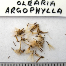 2016-07-28-276-P7301269-Olearia-Argophylla-seed.-Musk-Daisy-Bush.jpg