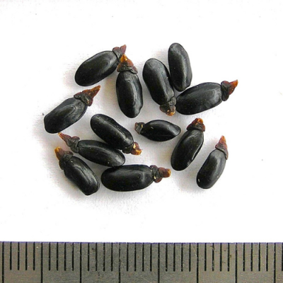 2016-12-27-315-PC271407-A.-Suaveolens-seed.-No-40.-Sweet-Wattle.png