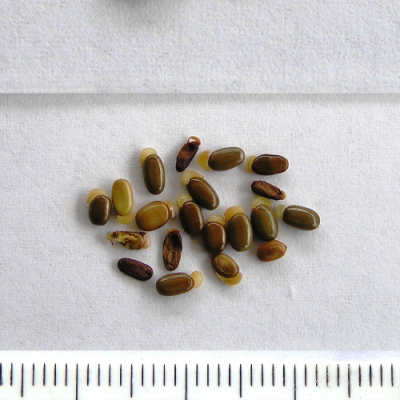 2016-12-27-317-PC271411-Acacia-Myrtifolia-seed.-No-2.-Myrtle-Wattle.png