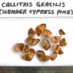 2016-12-29-338-PC291461-Callitris-Gracilis-seed.-No-41.-Slender-Cypress-Pine.jpg