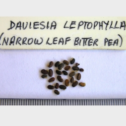 2017-03-04-363-P3041503-Daviesia-Leptophylla-seed.-Narrow-Leaf-Bitter-Pea.-Peninsula-No-1.jpg