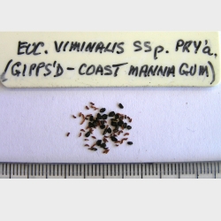2017-03-04-364-P3041504-Euc.-Viminalis-ssp.-Pryoriana-seed.-Gippsland-or-Coast-Manna-Gum.-Peninsula-No-2.jpg