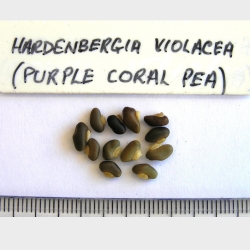 2017-03-04-365-P3041507-Hardenbergia-Violacea-seed.-Purple-Coral-Pea-Peninsula-No-3.jpg