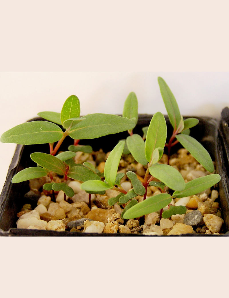 Eucalyptus Viminalis Ssp Pryoriana.(gippsland Or Coast Manna Gum) , At Germination, 26 Days After Sowing. (seed