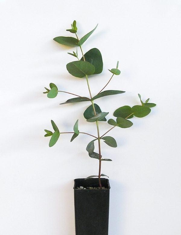 Eucalyptus Viminalis (ssp Pryoriana) (gippsland Or Coast Manna Gum) No 2, At 2 Months.(seed From Mornington Peninsula)
