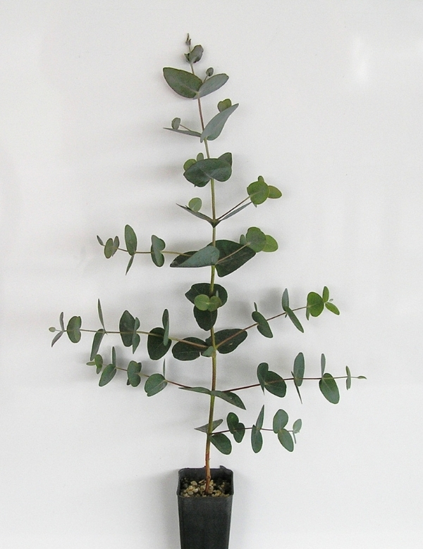 Eucalyptus Viminalis Ssp Pryoriana (gippsland Or Coast Manna Gum) No 2, At 6 Mths. (peninsula)