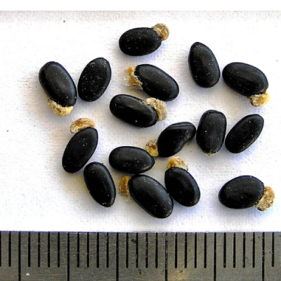 2018-03-04-441-P3041893-Acacia-Obliquinervia-seed-Mountain-Hickory-Wattle.-This-photo-is-to-replace-the-image-in-the-database-19-1-23.png